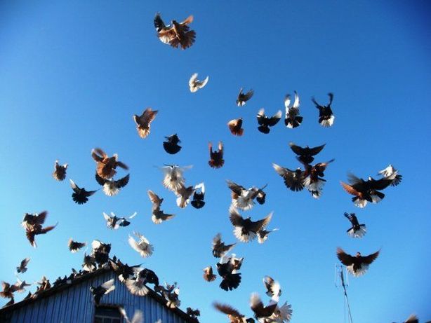 Продам голубів (голуби різних порід)
