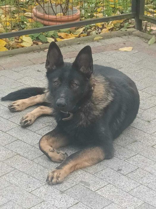 цуценята німецької вівчарки