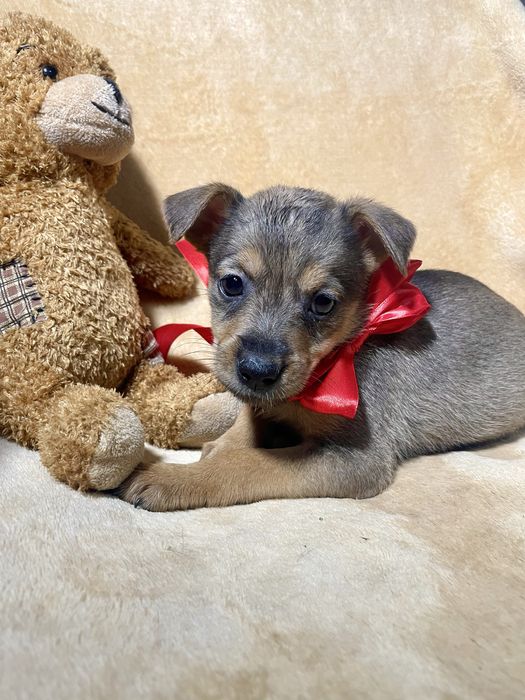 Гарнюня чекає на тебе