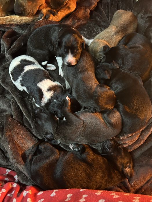 8 cãezinhos para adoção futura!