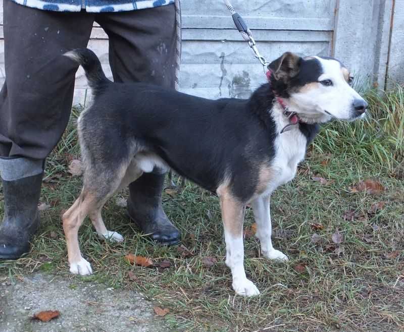 Figo wesoły psiak czeka na adopcję