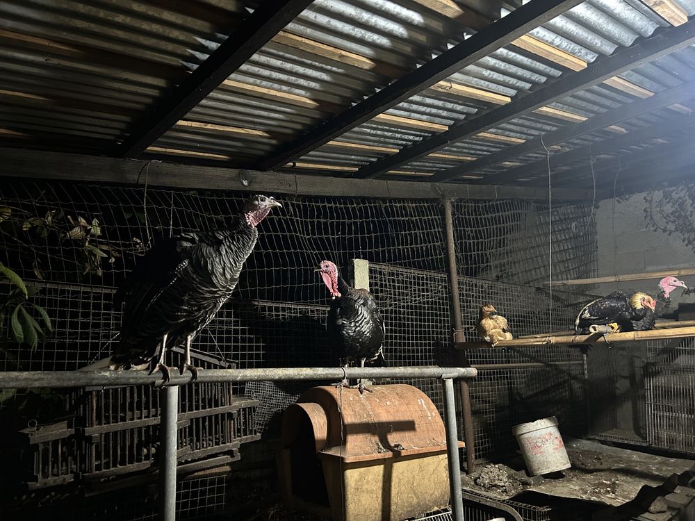 Ovos galados de peruas pretas e royal