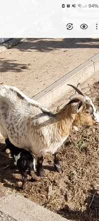 Cabras anãs para venda