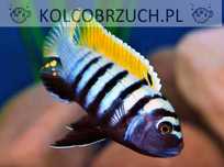 Cynotilapia afra Jalo Reef - PYSZCZAK - dowóz, wysyłka