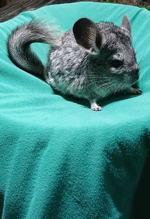 Шиншил,  домашня тваринка.
