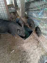 Porcos pretos vietnamitas