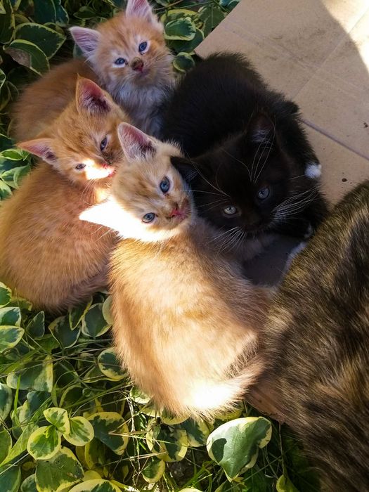 Котики  Кіт  Мачки  Коти