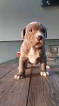 Amstaff samiec BLUE