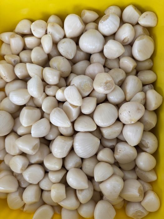 Czosnek obrany/łuskany