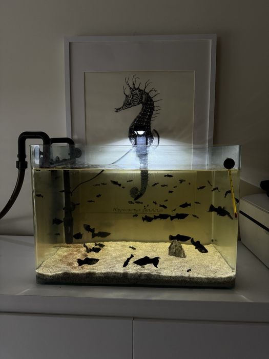 Molinesia Lira Molly