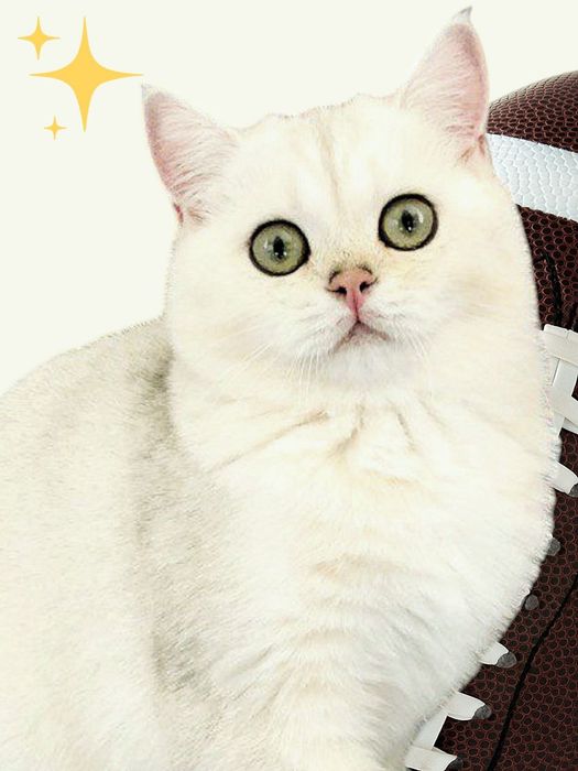 Купити кошеня в Україні. Шиншила