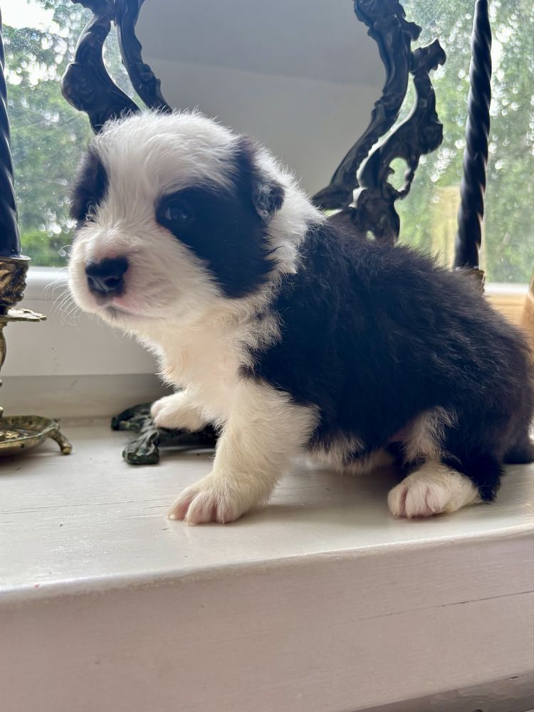 Border collie - szczenię z rodowodem
