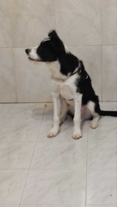Kiko para adoção