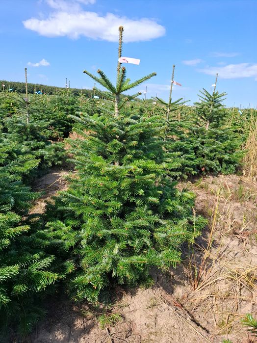 Jodła Kaukaska w donicy PREMIUM 150-175 cm/cięta od Tuchoinki.pl