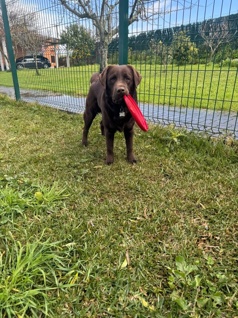 Labrador retriever chocolate para cruza/monta