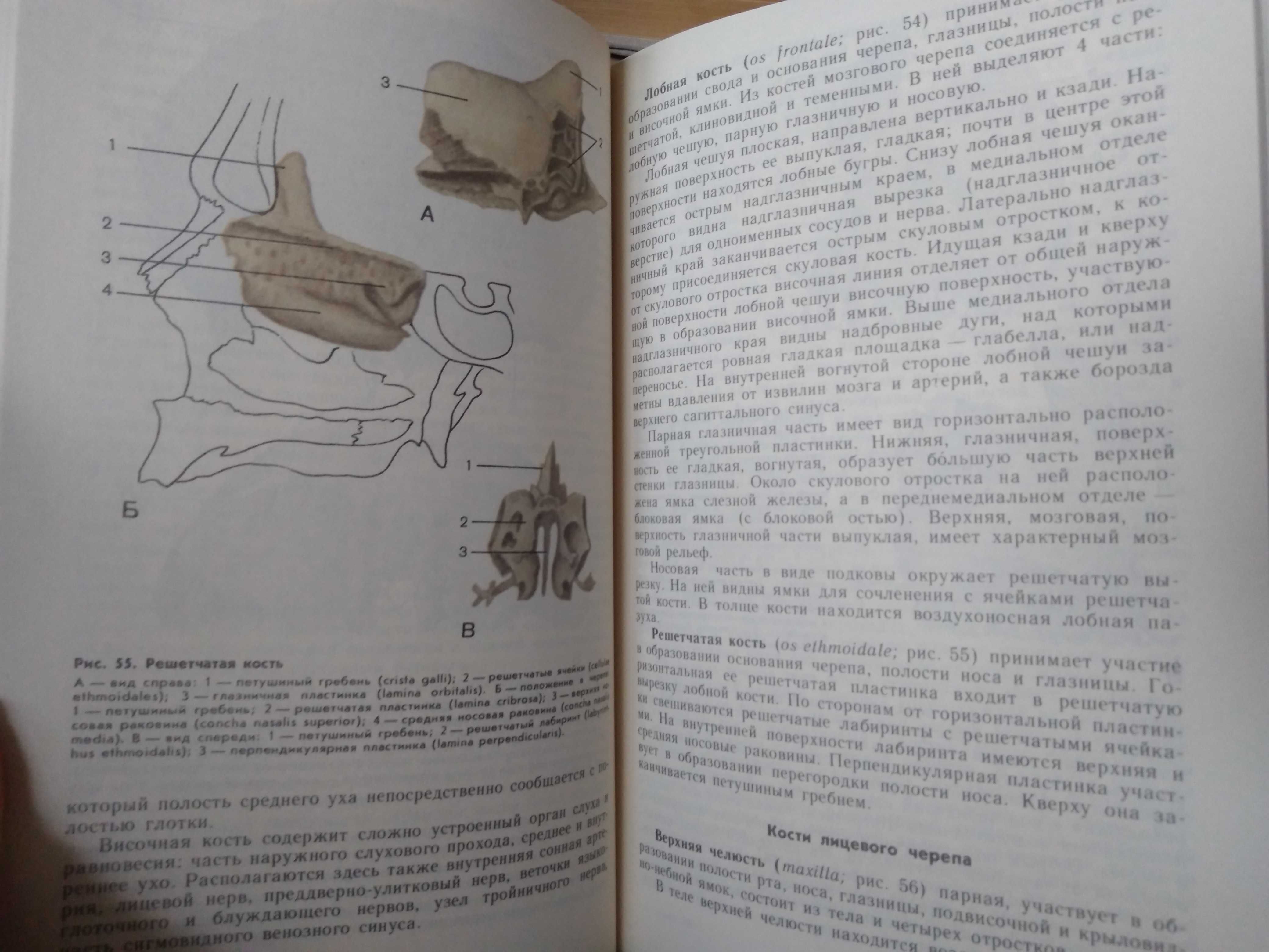 Атлас нормальной анатомии человека В.Липченко, Р.Самусев. 1988.