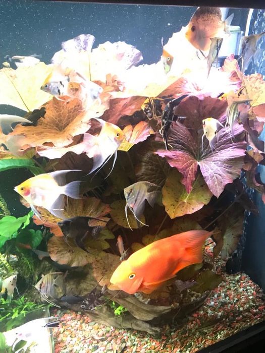 Roślina Lotos czerwony i zielony