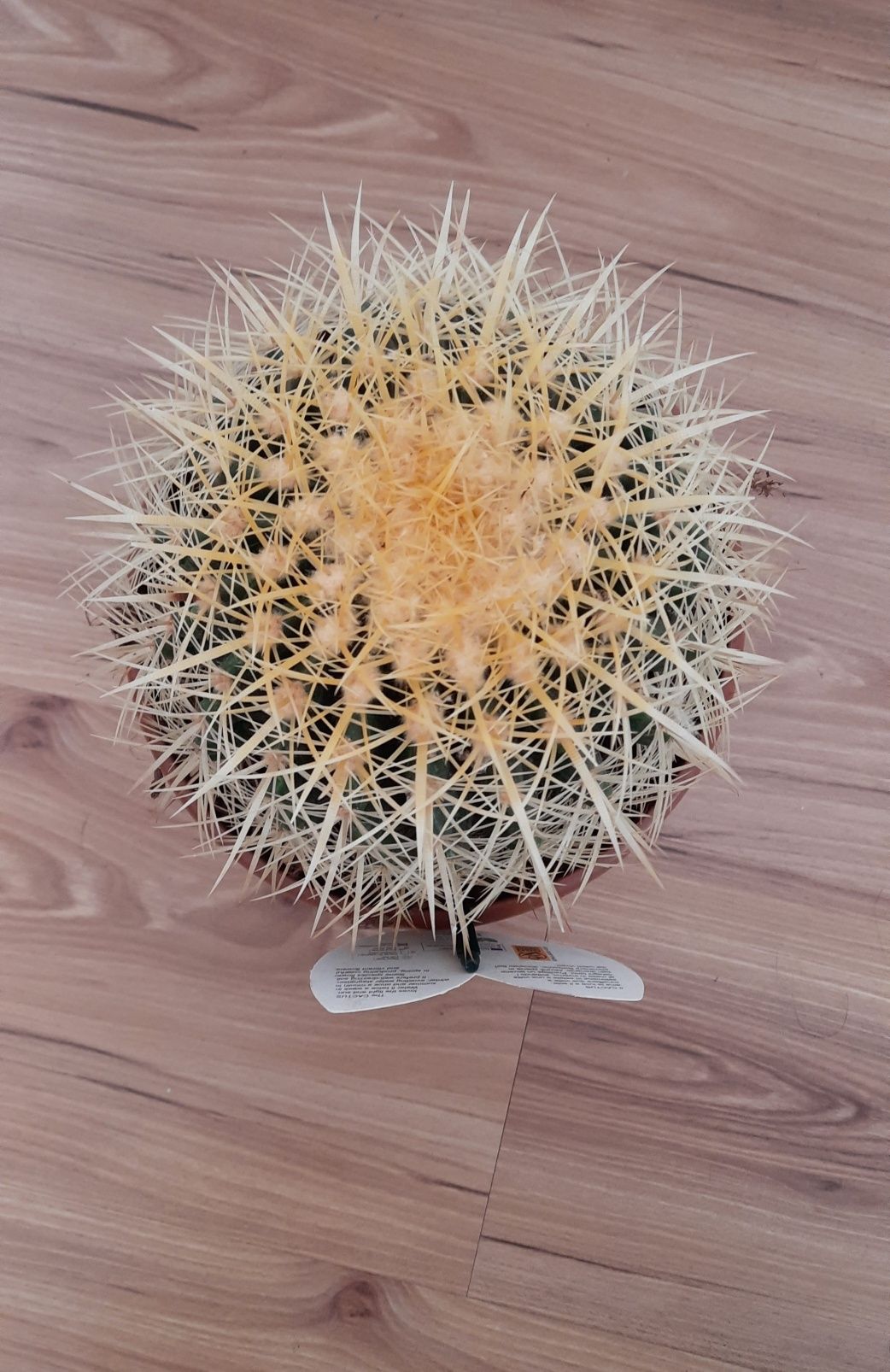 Kaktus średnica 18 cm