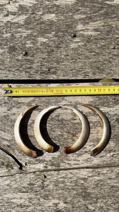 Kły dzika Trofeum Łowieckie