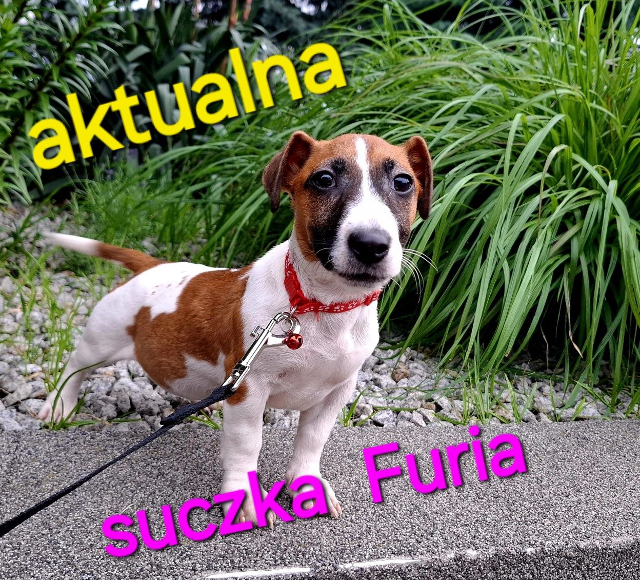 Piękna Furia !!! Jack Russel Terrier krótkie nózki RODZICE w hodowli