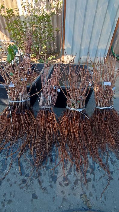 Саджанці винограду опт