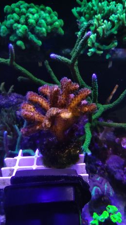 Pocilopora SPS koral morski SPS