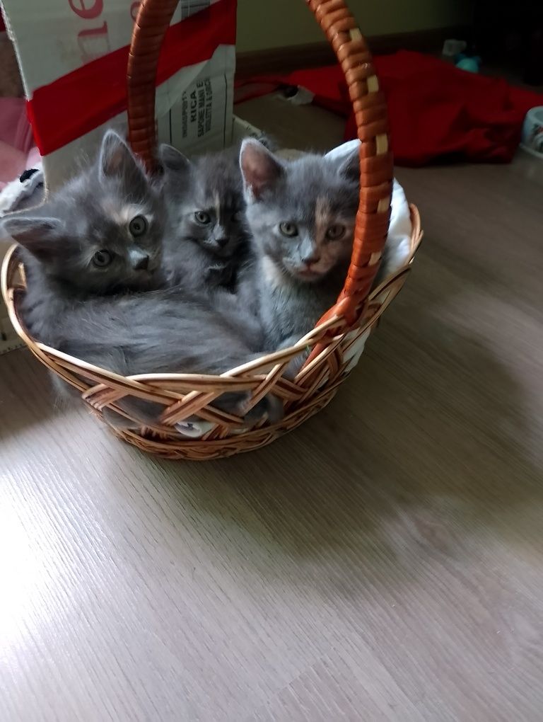 Кошенята , котики