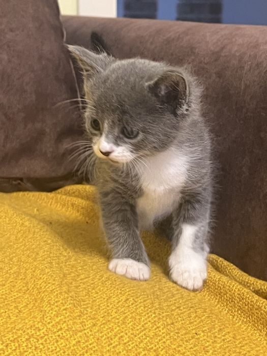 Чудові котенята в добрі руки