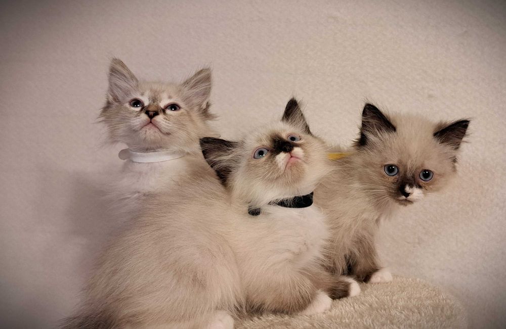 Kocurek Neva Masquerade – żółta obróżka, Nacho