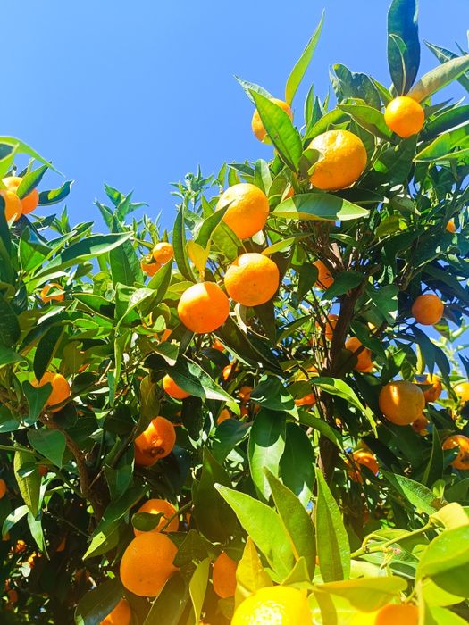 Tangerina Marroquina Doce - Vitamina C