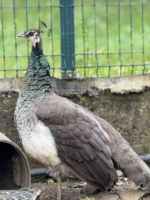 Pavões azuis e brancos jovens