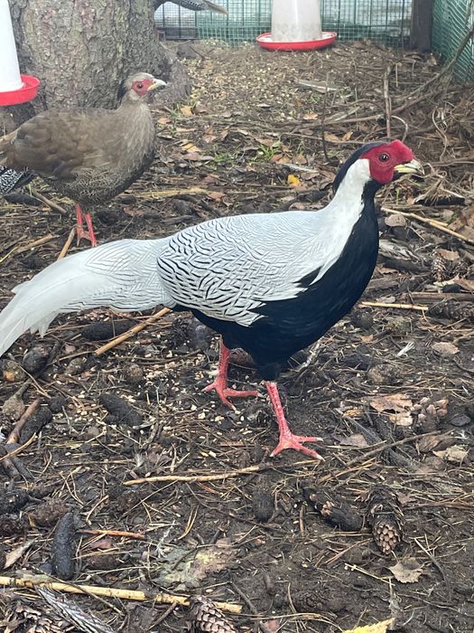 Bażant srebrny drób ozdobny