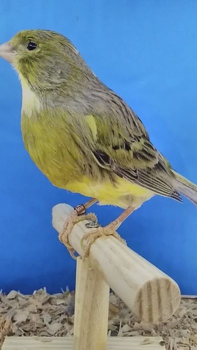 Kanarki samice   z 2023r