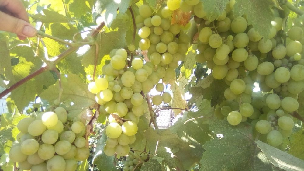Саженцы виноград столовый ранний белый