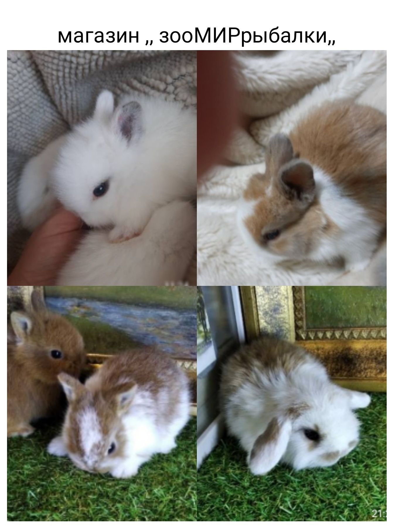 Кролики декоративные и мини голландский сиамский с гривой , клетки
