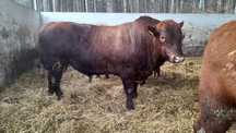Byczek, buhaj angus czerwony red
