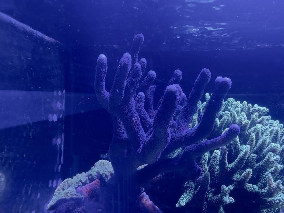 Stylopora milka.