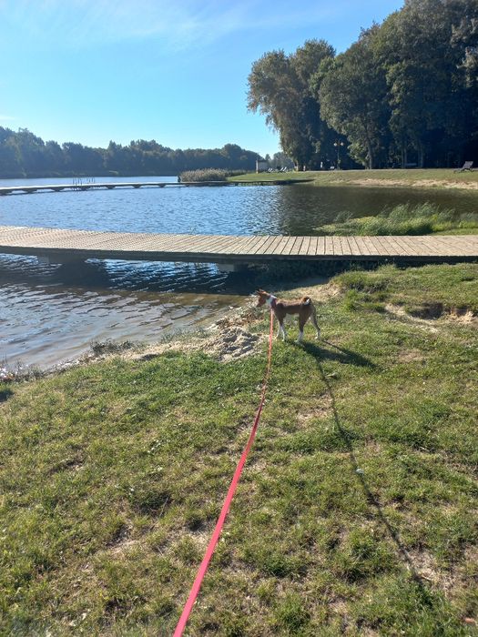 Basenji FCI/ZKwP suczka