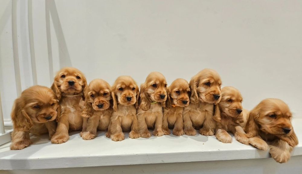 Цуценята англійських кокер спаніелів