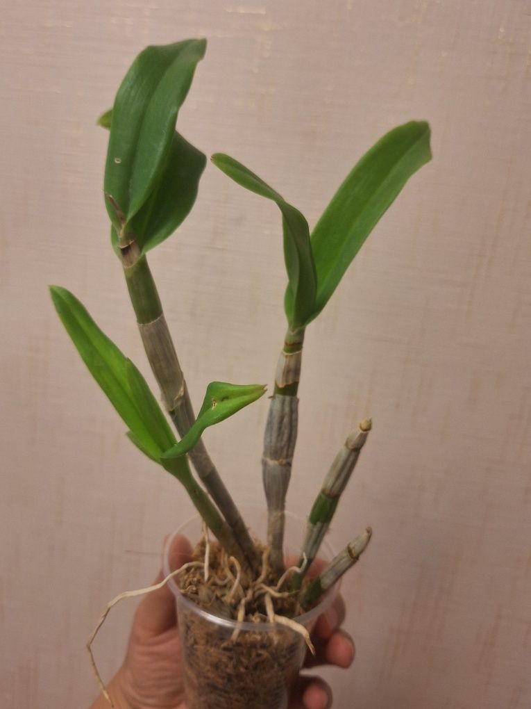 Dendrobium Wave Pink орхідея