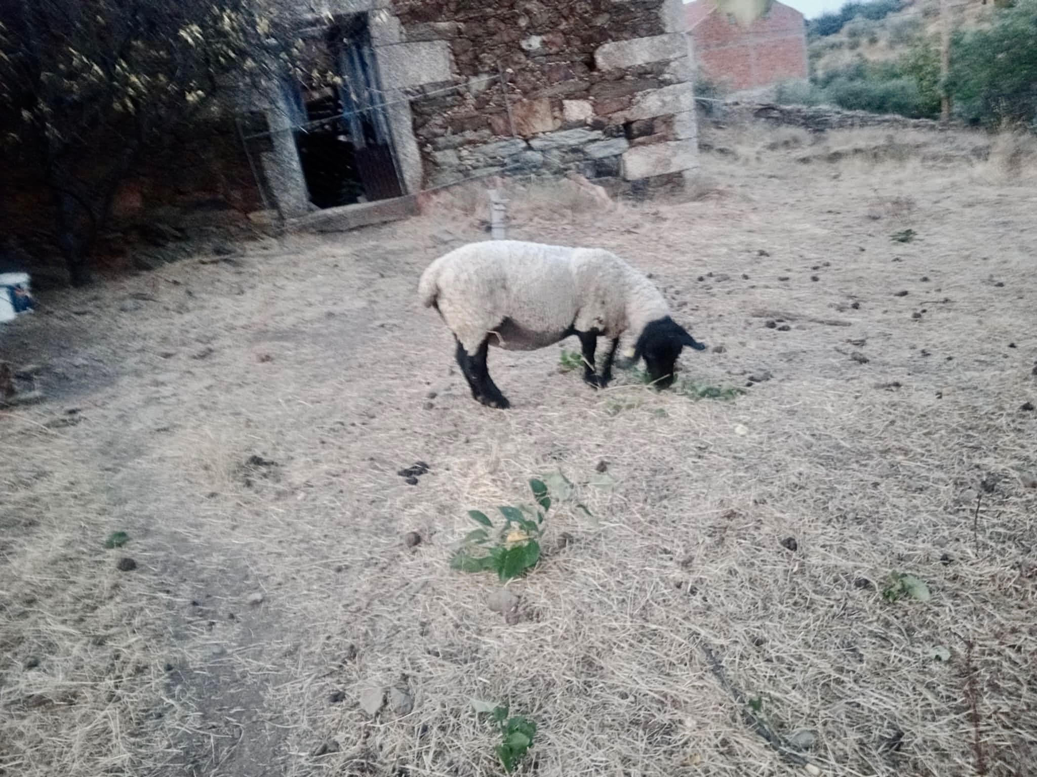 Vendo 2 Ovelhas Suffolk Inglês
