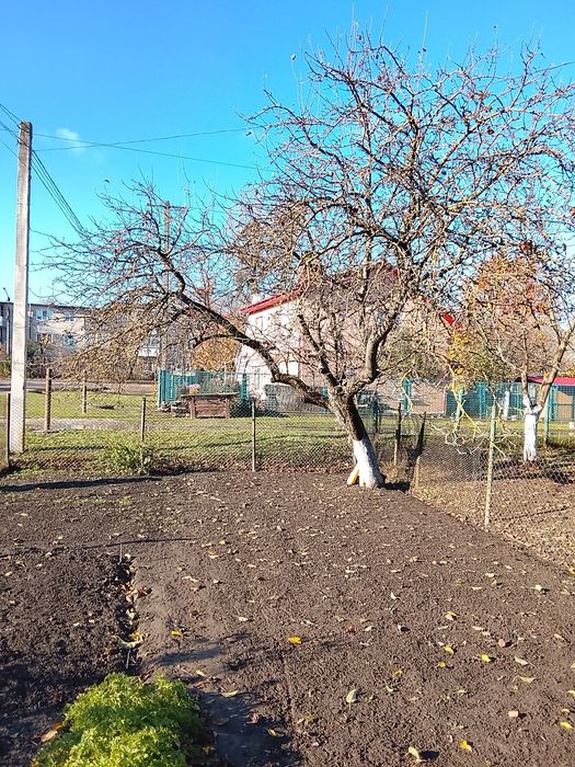 Віддам на дрова дерево