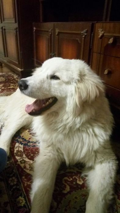 Мареммо-абруцька вівчарка кобель