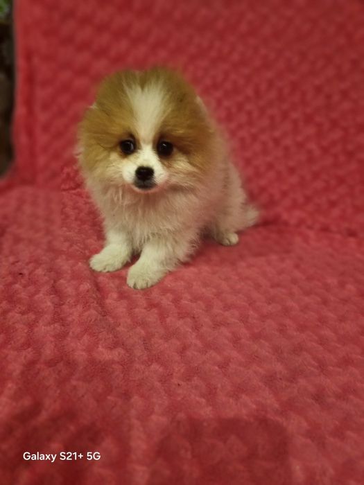 Померанський шпіц мішка тричі привитий.