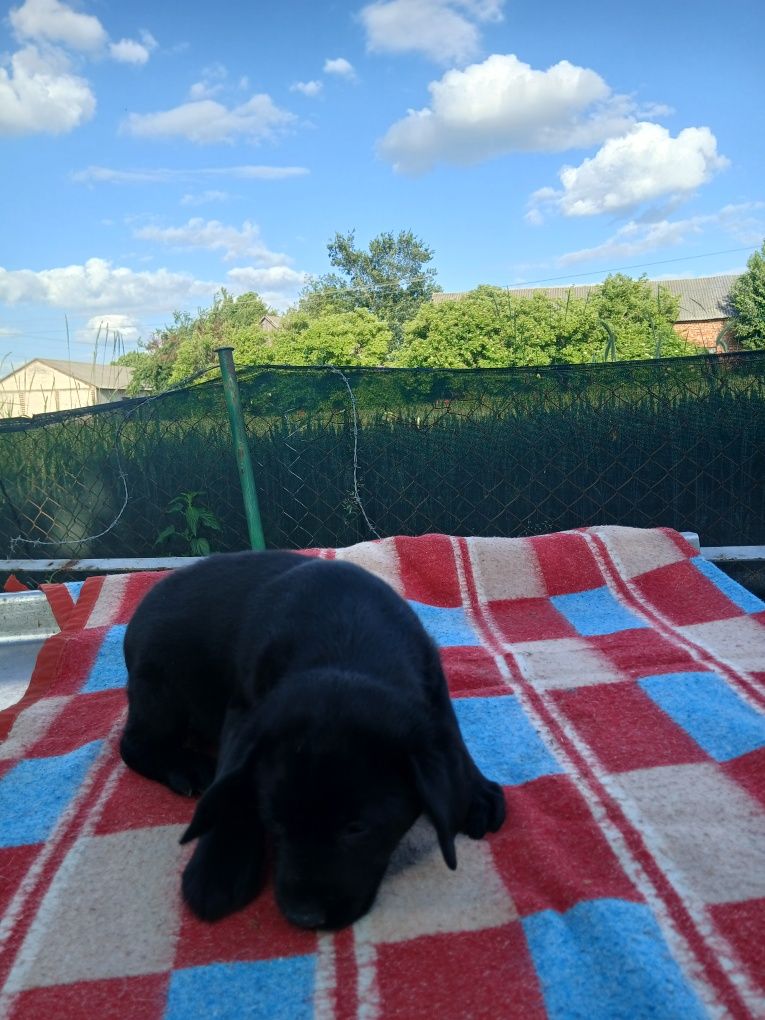 Sprzedam szczeniaka labradora