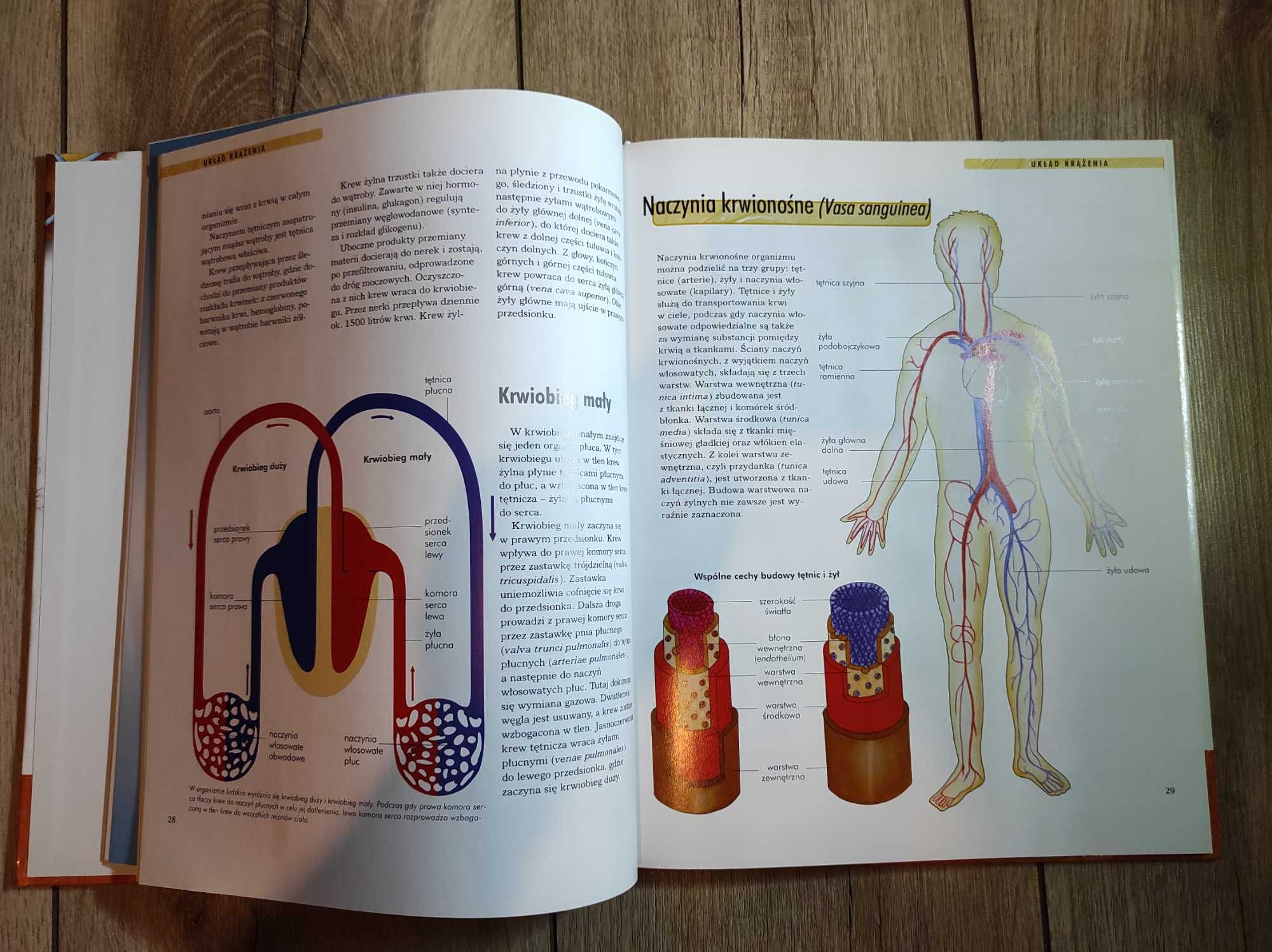 Książka "ciało człowieka" biologia