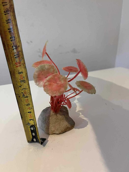 Czerwony kwiatek akwariowy