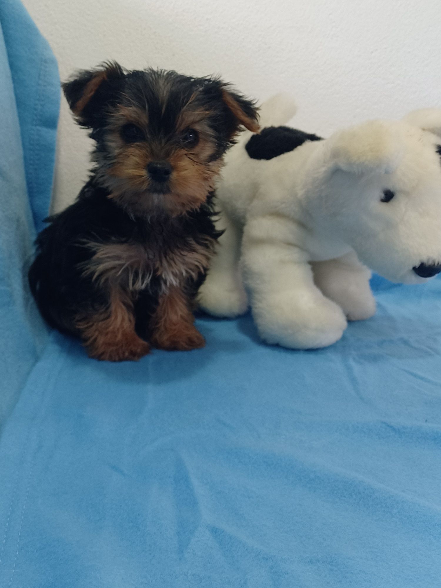 Magnífico Cachorro Yorkshire Terrier Bebé