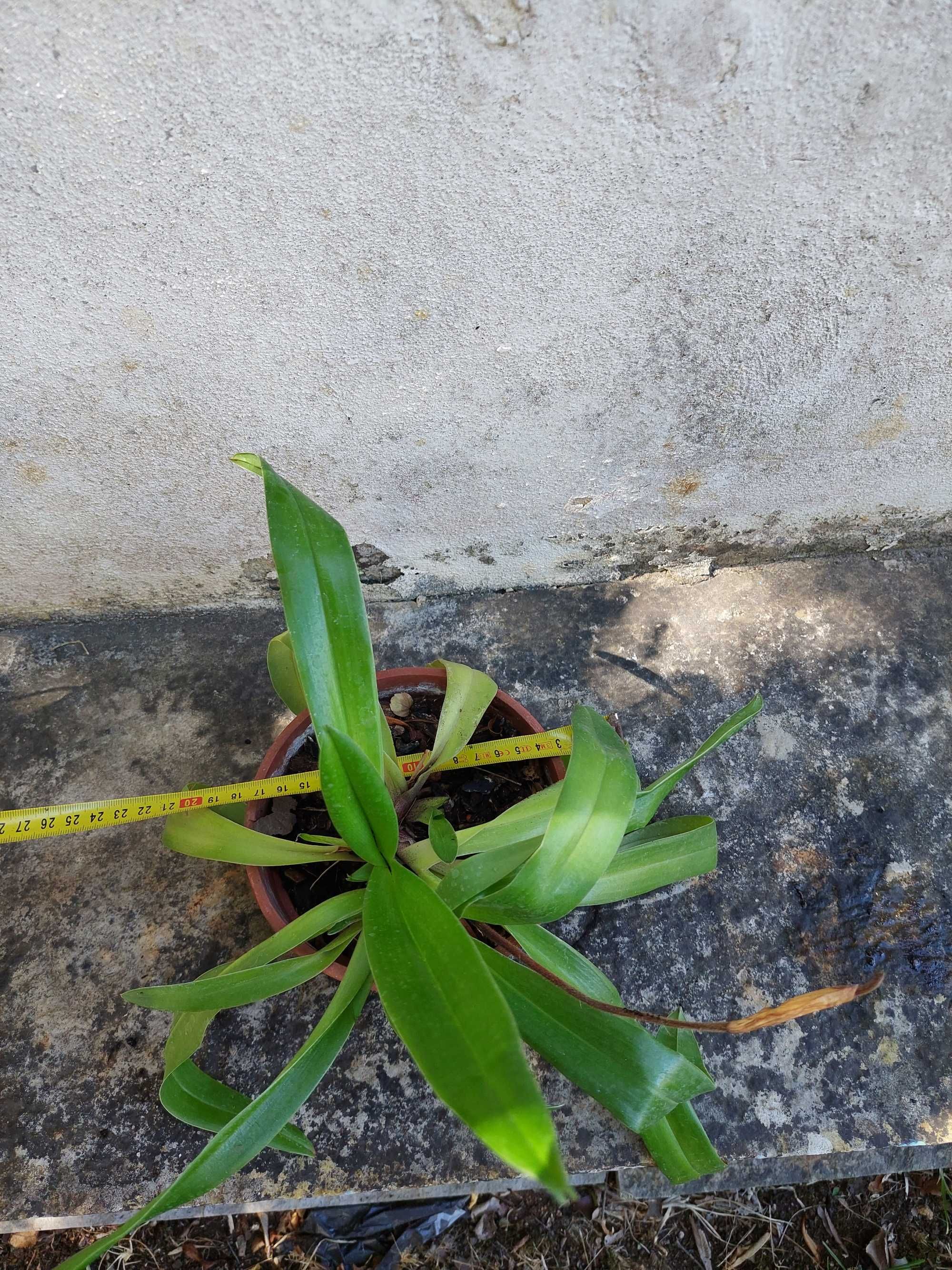 Paphiopedilum insigne