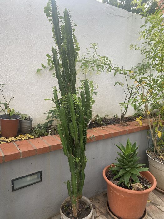 Cacto Euphorbia Trigona
